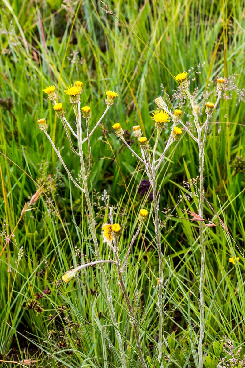 Senecio citriceps photo 3