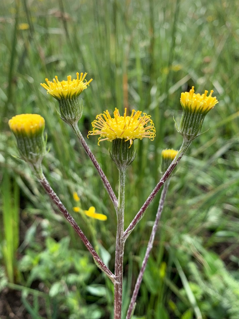 Senecio citriceps photo 4
