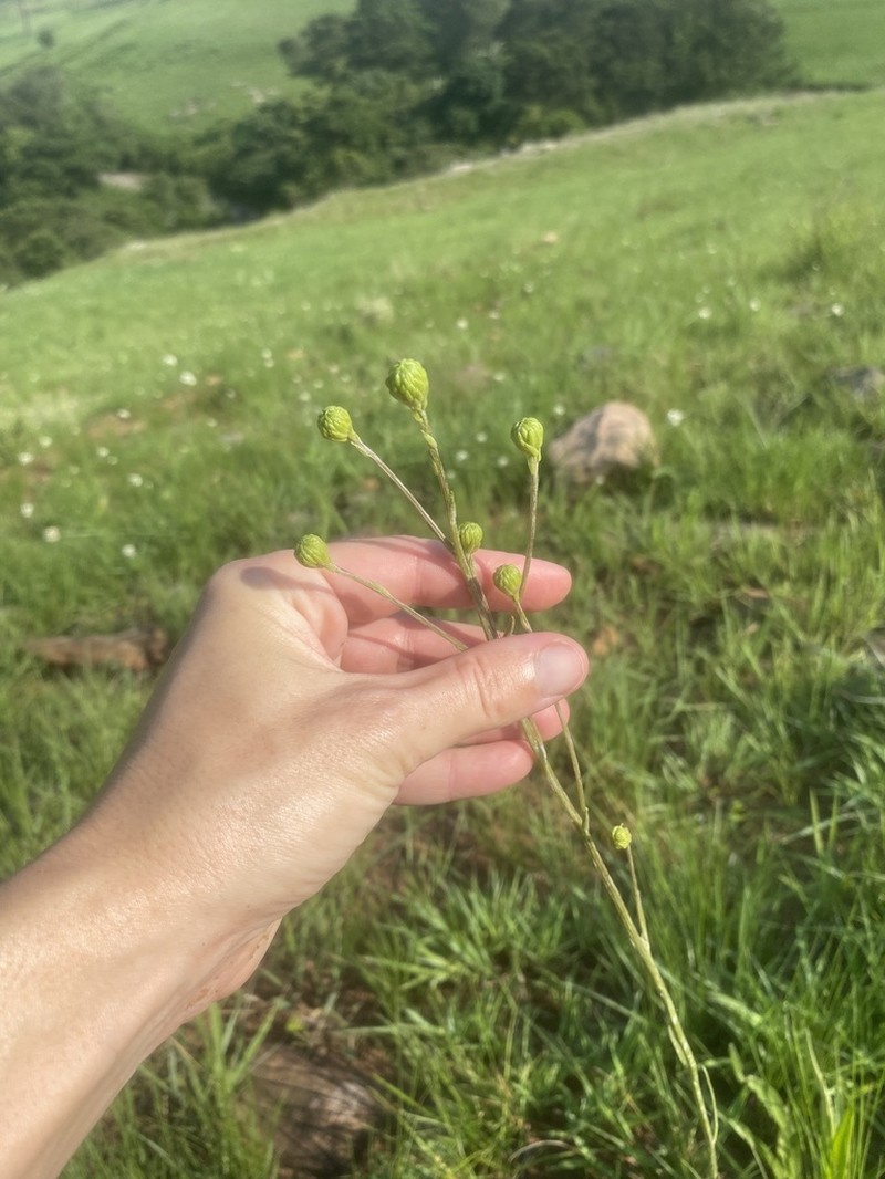 Senecio citriceps photo 5