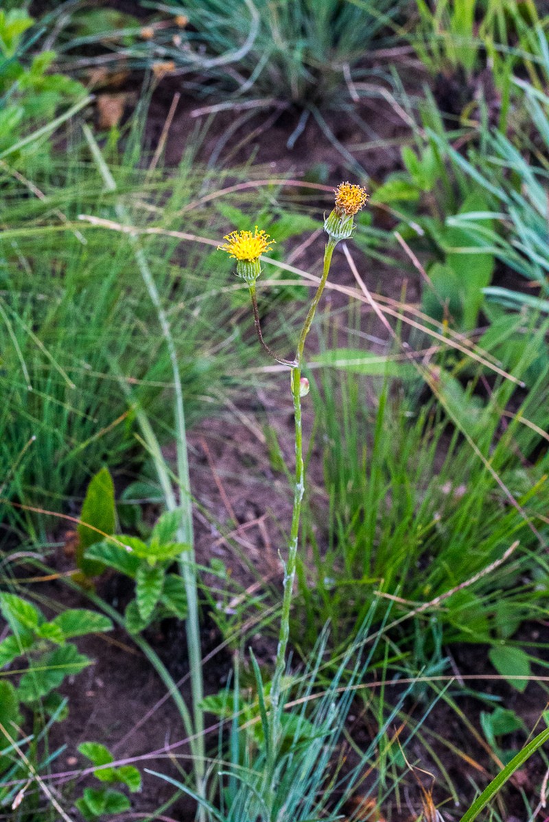 Senecio citriceps photo 6