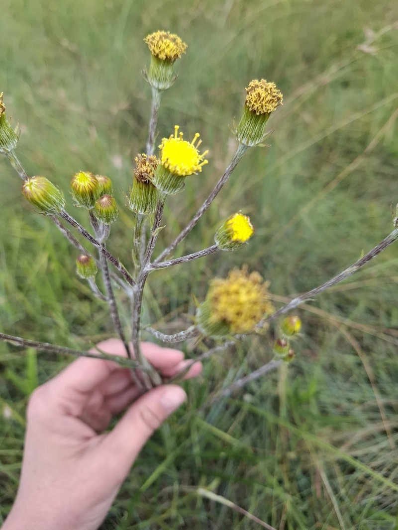 Senecio citriceps photo 7