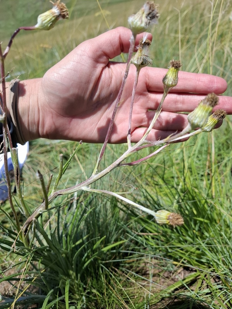 Senecio citriceps photo 8