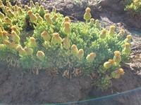 Senecio clarioneifolius