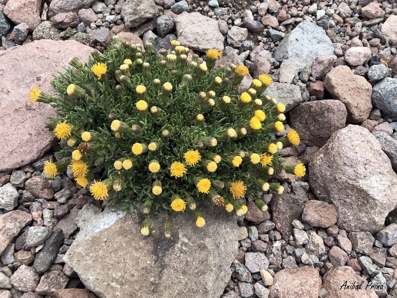 Senecio clarioneifolius photo 2