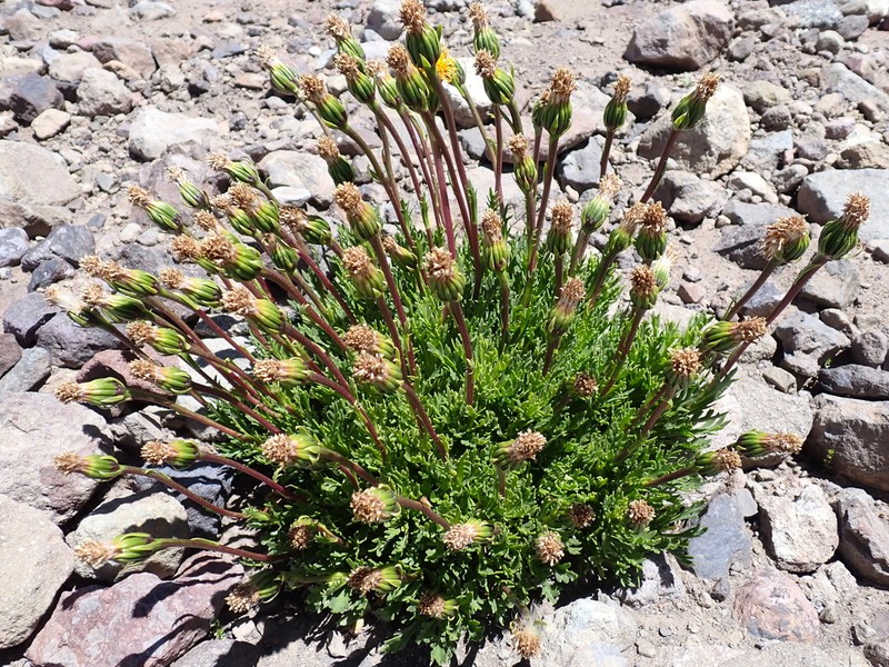 Senecio clarioneifolius photo 3