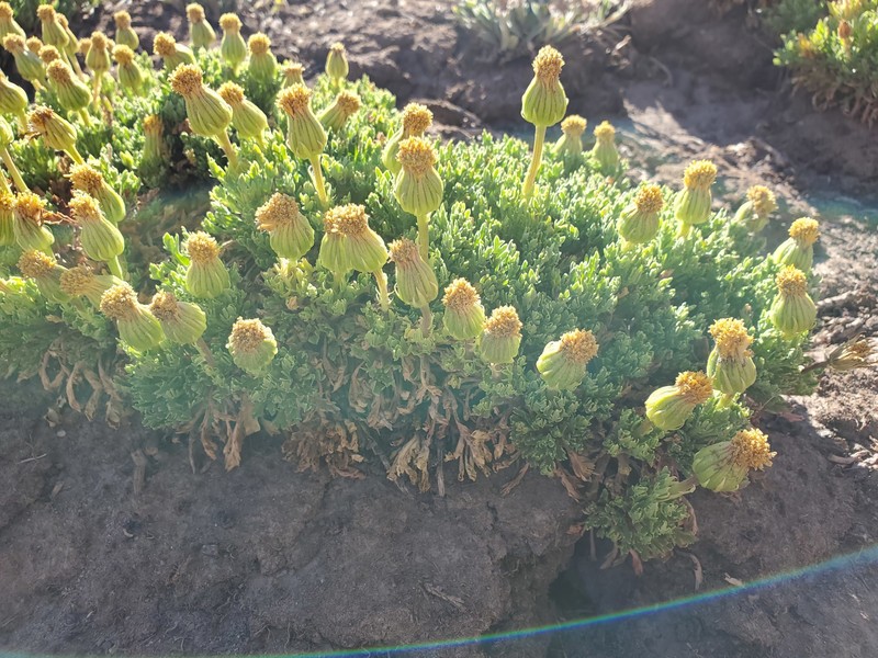 Senecio clarioneifolius photo 4