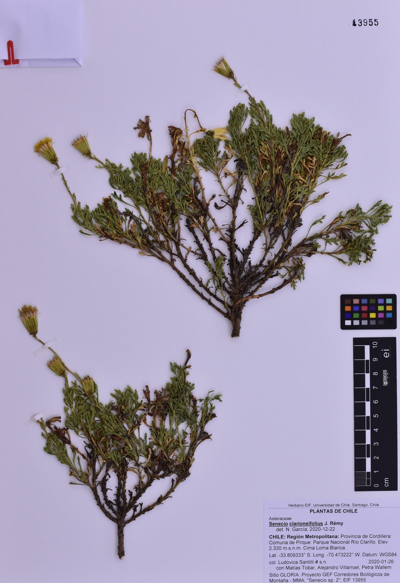 Senecio clarioneifolius photo 5
