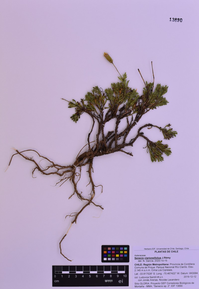 Senecio clarioneifolius photo 6
