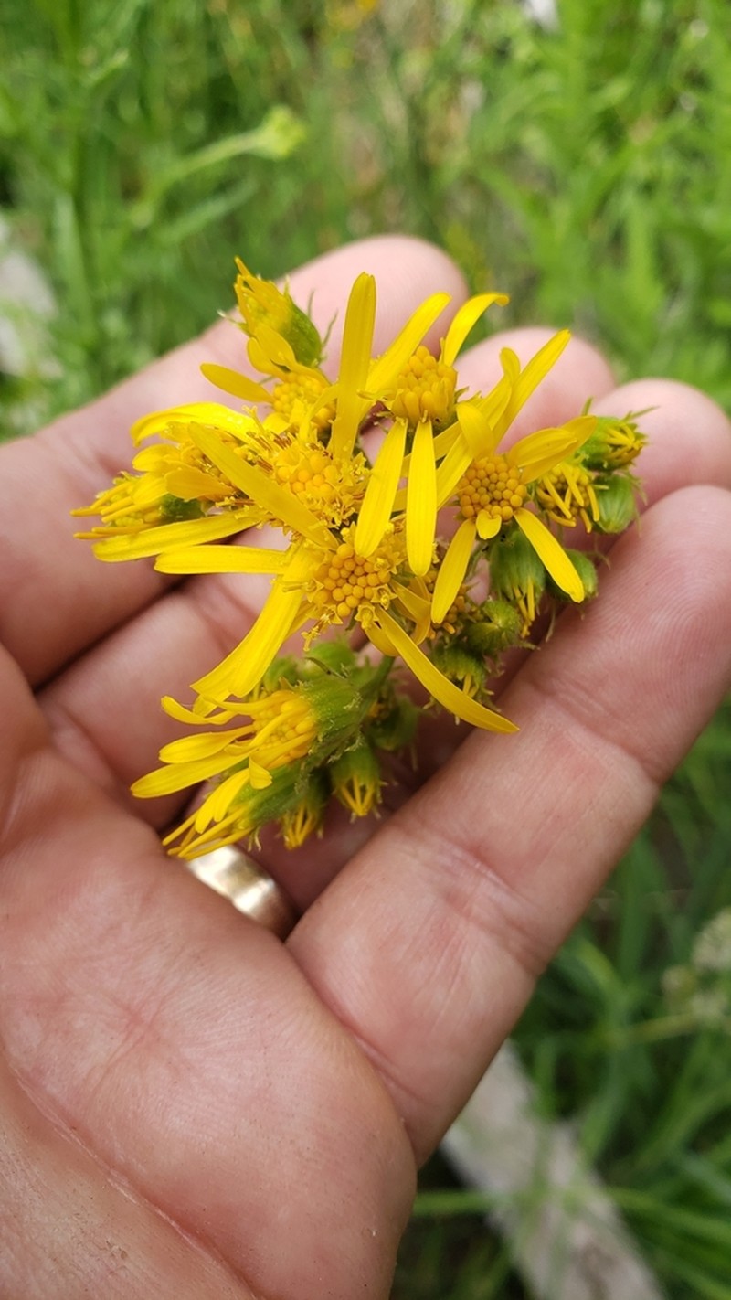 Clark's Ragwort photo 2