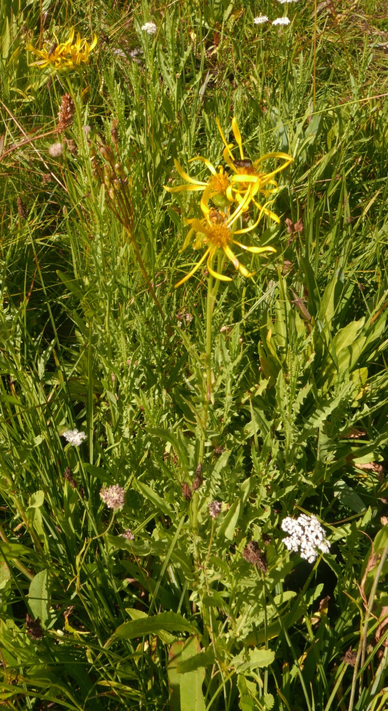Clark's Ragwort photo 3