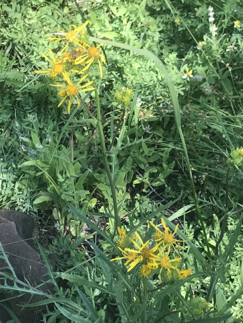 Clark's Ragwort photo 4