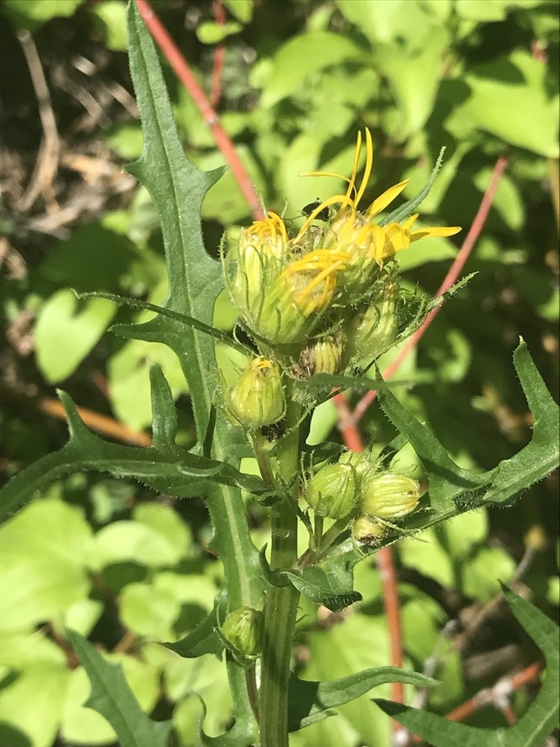 Clark's Ragwort photo 5