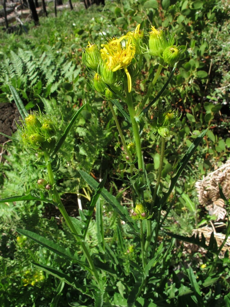 Clark's Ragwort photo 6