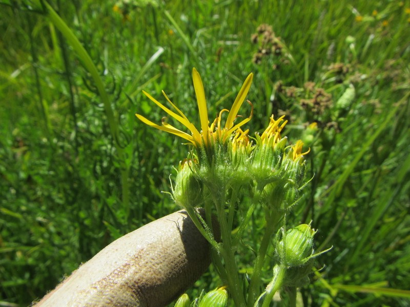 Clark's Ragwort photo 7