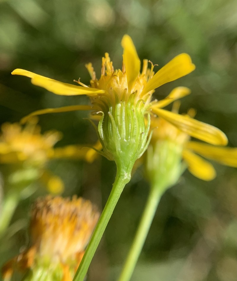 Clark's Ragwort photo 8