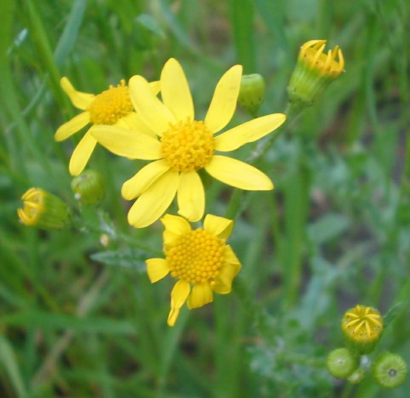 Clark's Ragwort