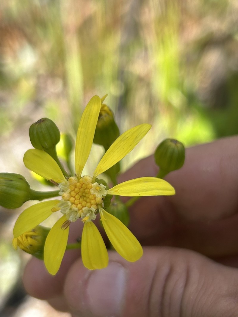 Senecio claussenii