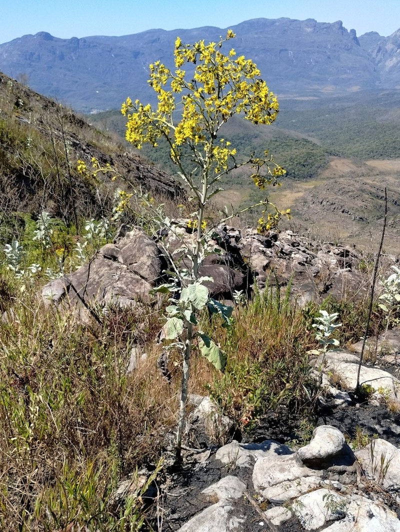 Senecio claussenii photo 2