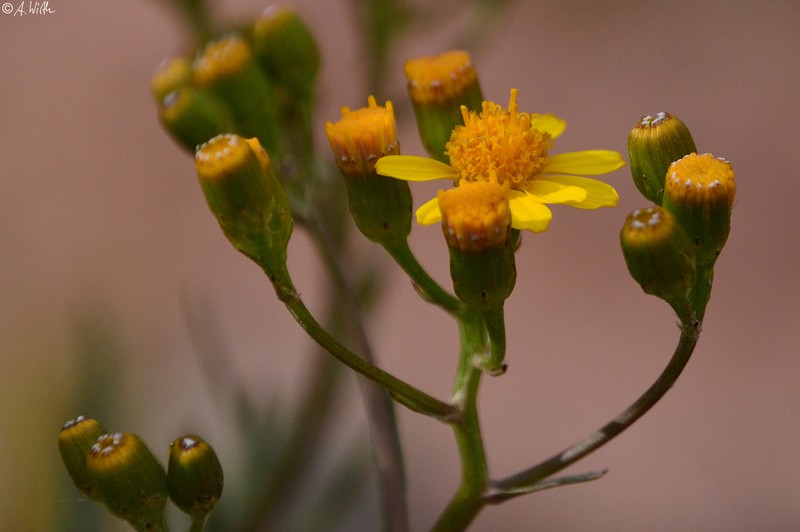 Senecio clivicola