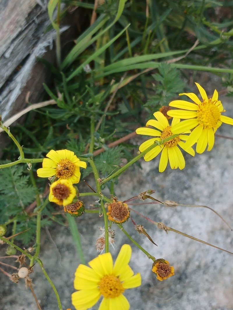 Senecio clivicola photo 2