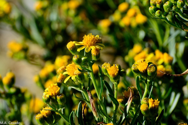 Senecio clivicola photo 3