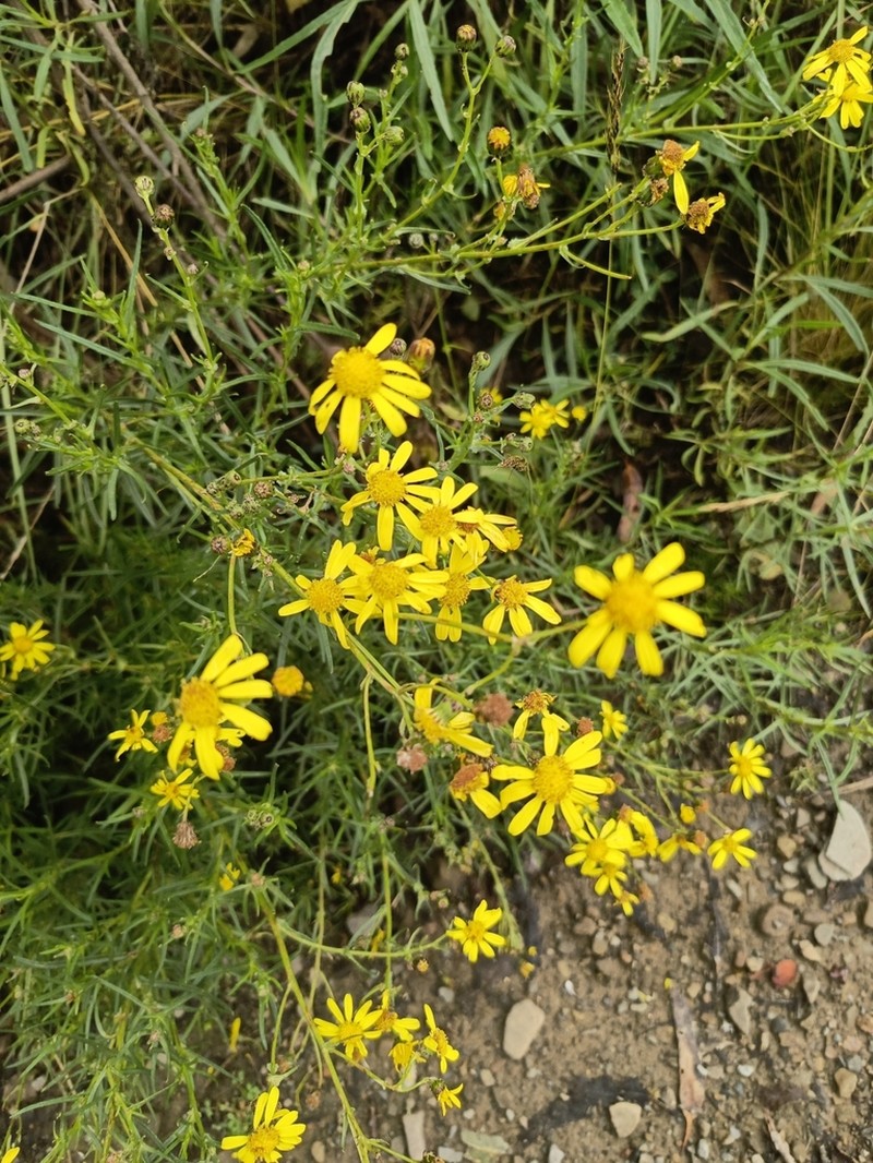 Senecio clivicola photo 4