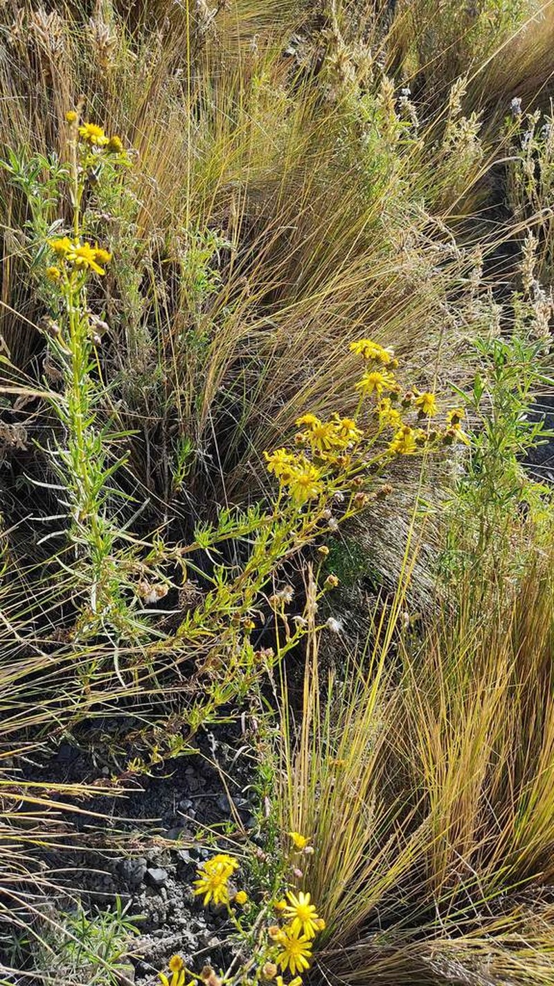 Senecio clivicola photo 5