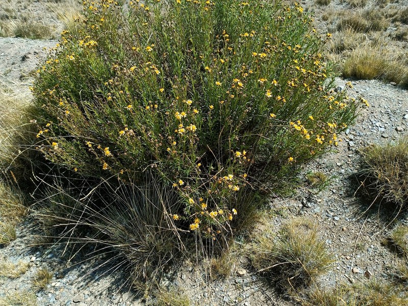 Senecio clivicola photo 6