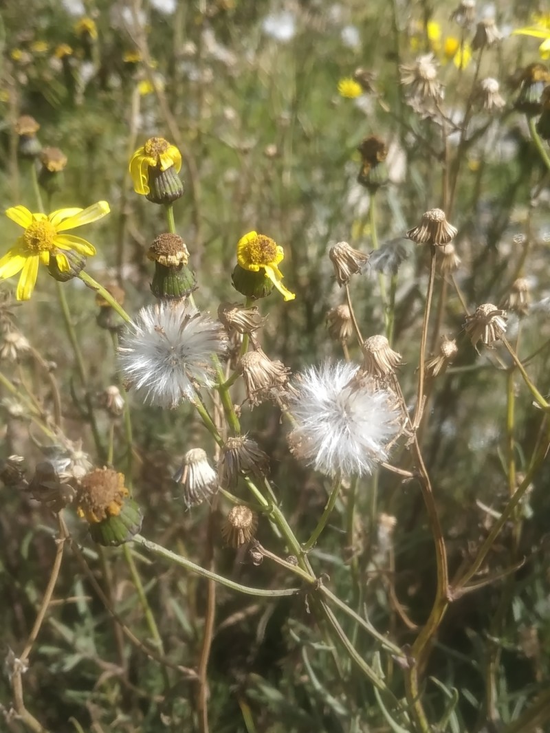 Senecio clivicola photo 7