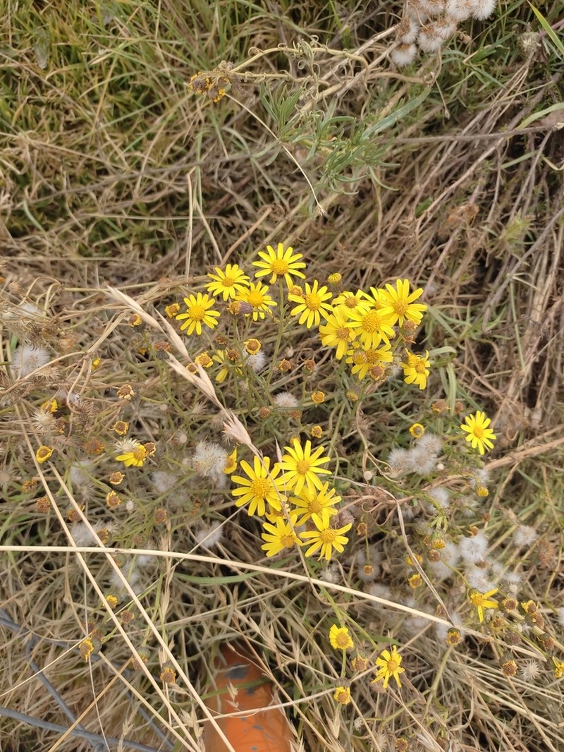 Senecio clivicola photo 8