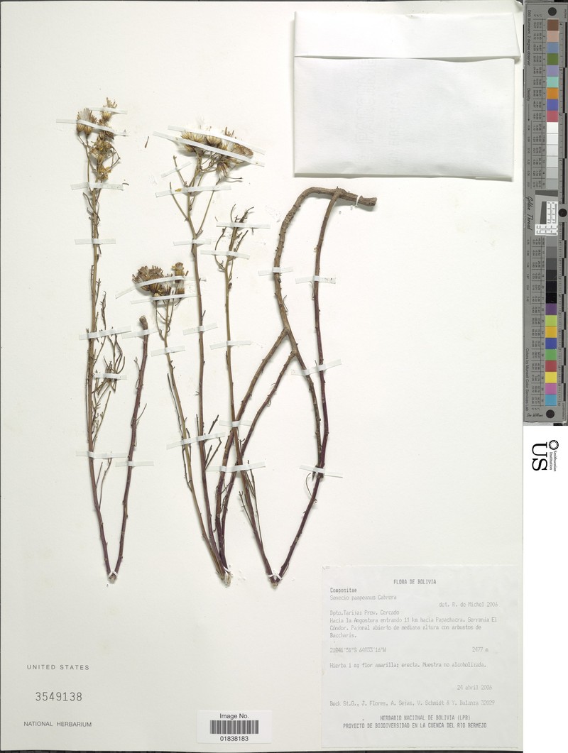 Senecio clivicola var. pampae