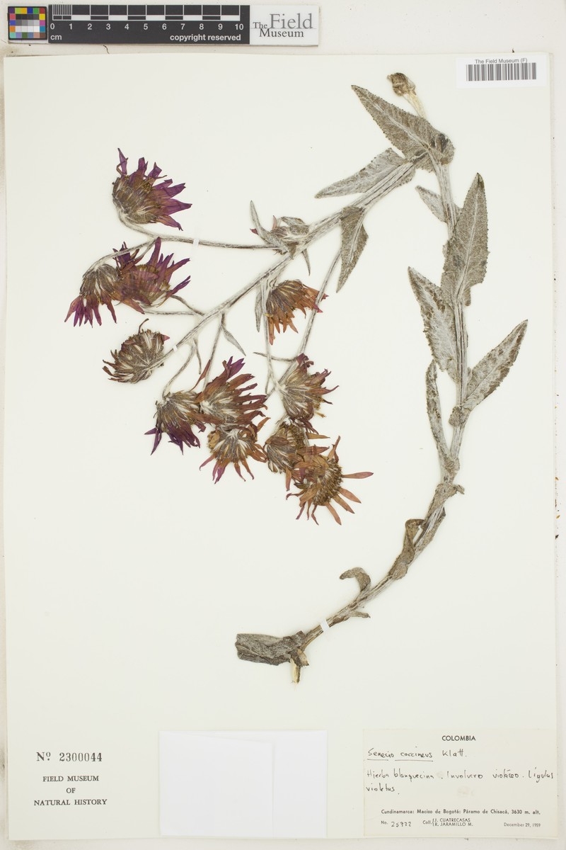 Senecio coccineus