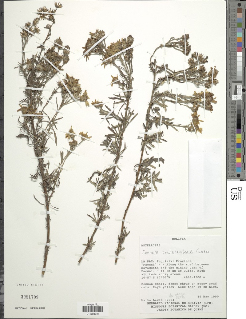 Senecio cochabambensis