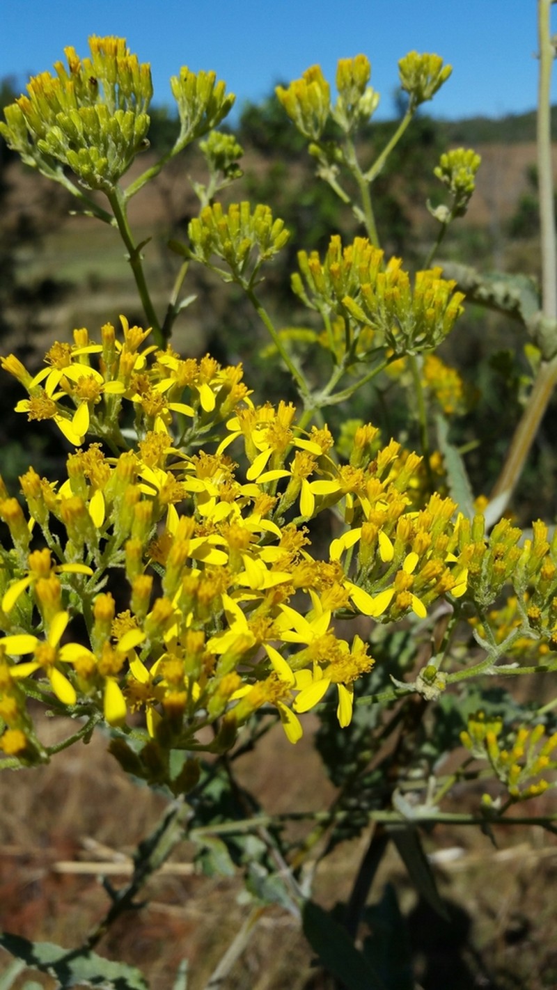 Senecio cochlearifolius