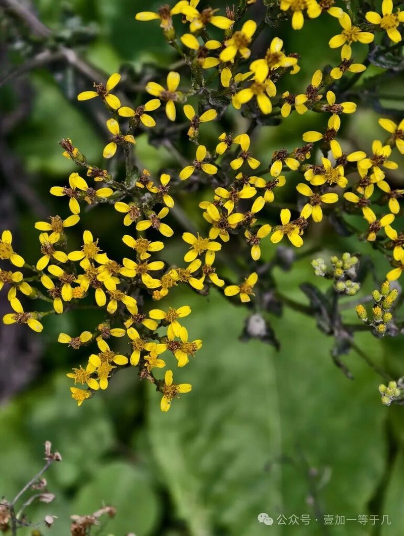 Senecio cochlearifolius photo 2