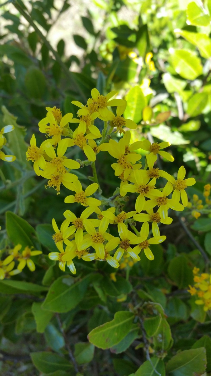 Senecio cochlearifolius photo 5