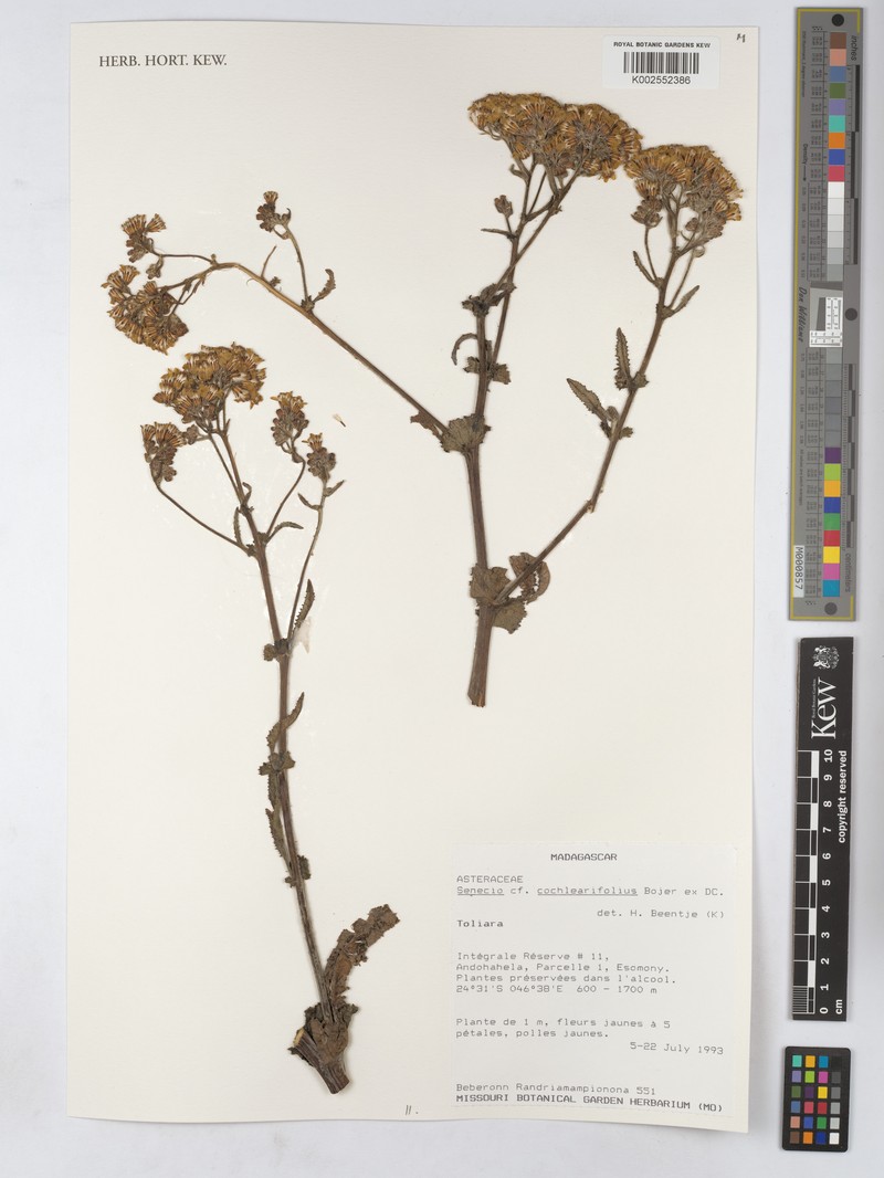 Senecio cochlearifolius photo 6
