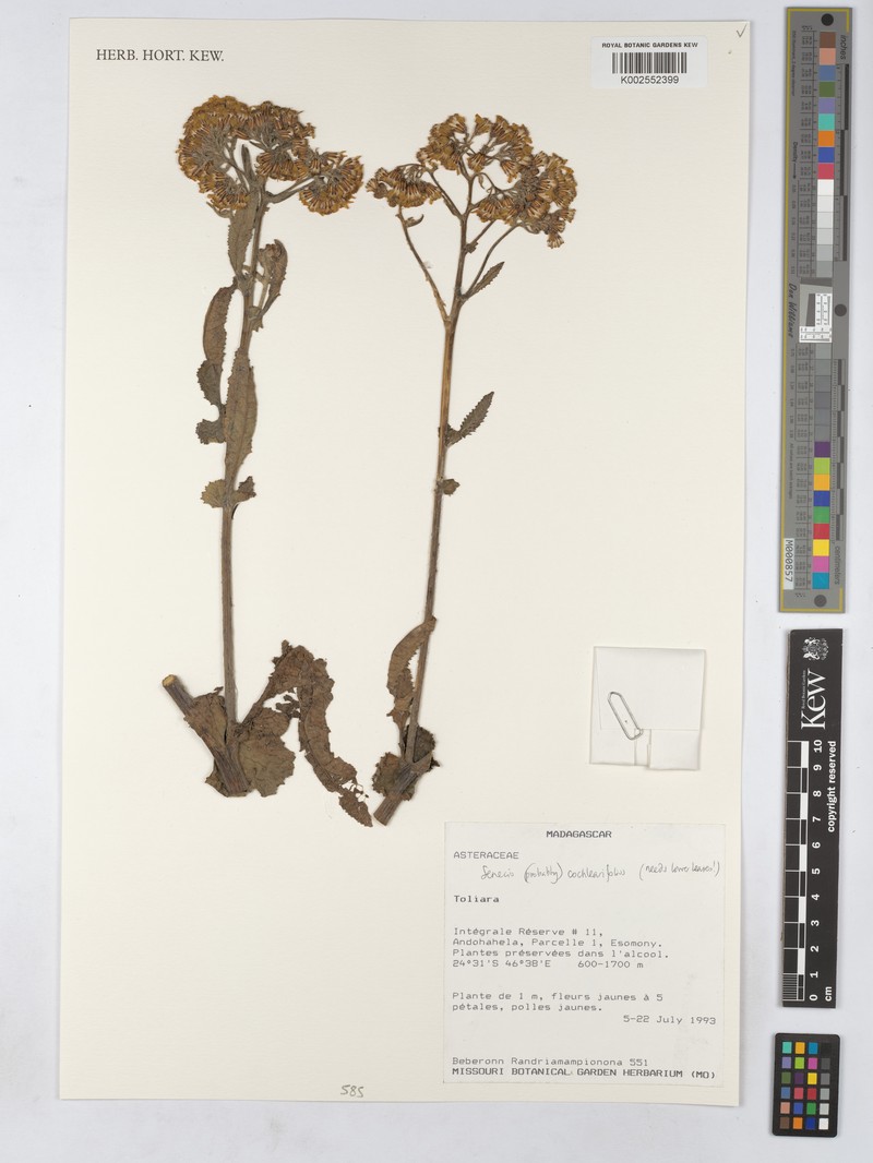 Senecio cochlearifolius photo 7