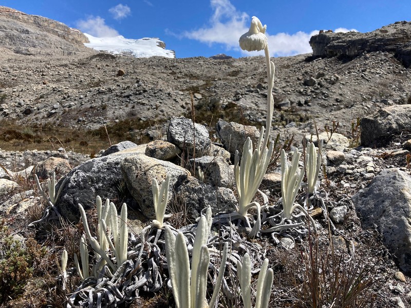 Senecio cocuyanus photo 3