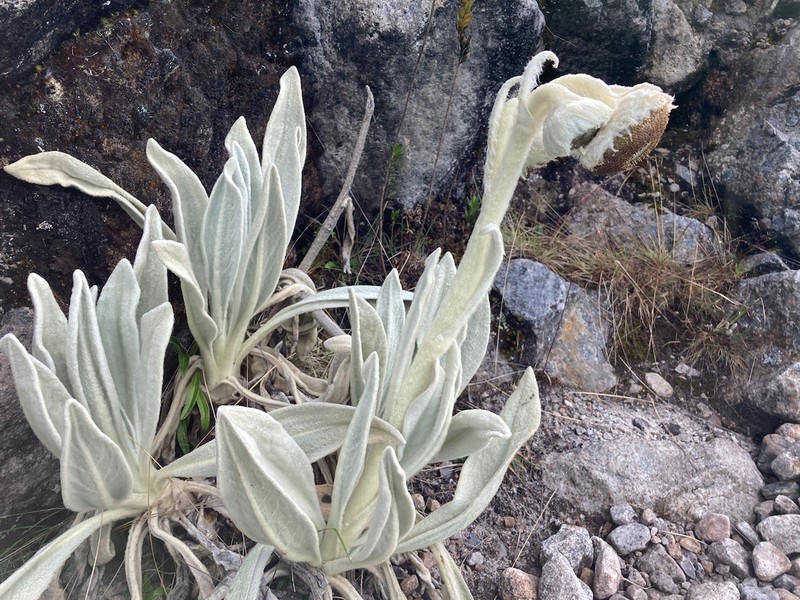 Senecio cocuyanus photo 4