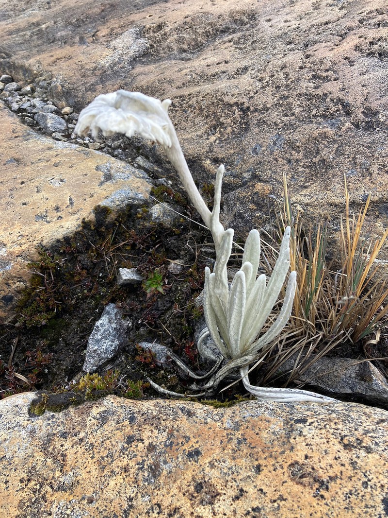 Senecio cocuyanus photo 8