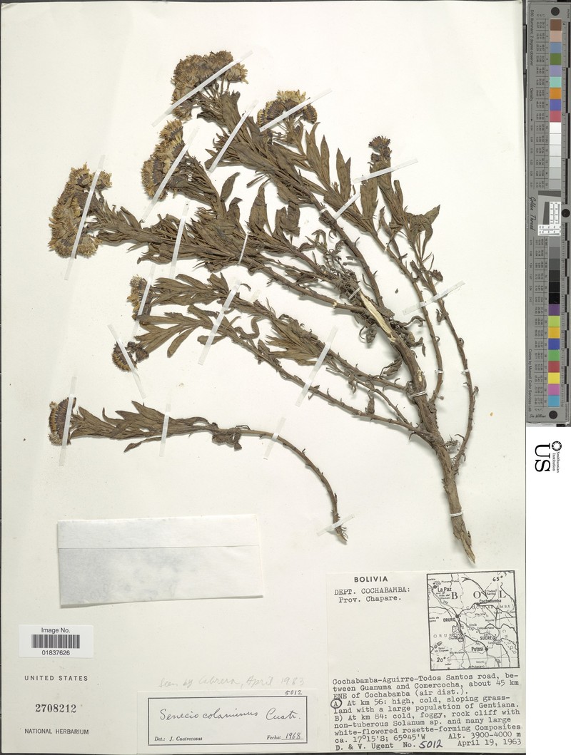 Senecio colaminus
