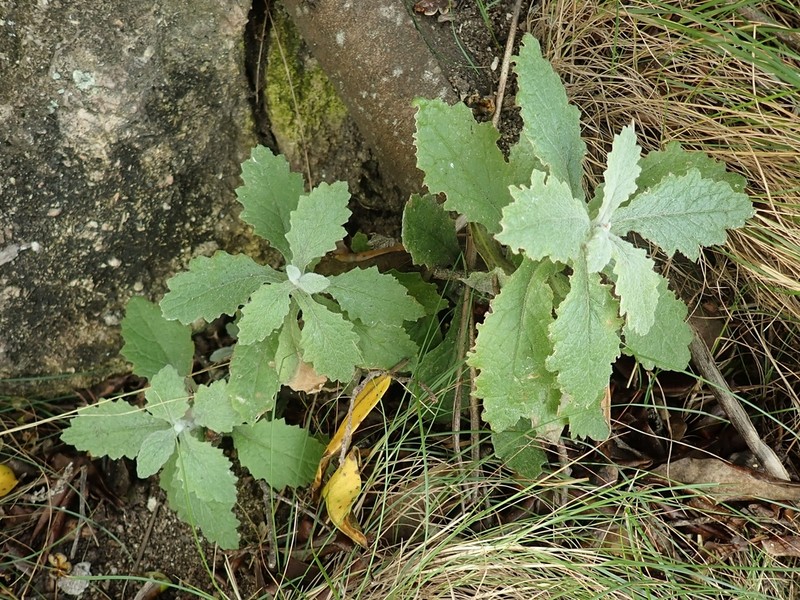 Senecio colensoi photo 2