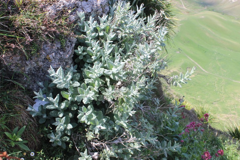 Senecio colensoi photo 3
