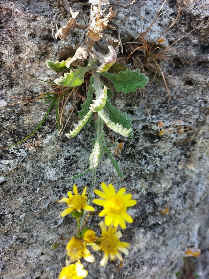Senecio colensoi photo 4