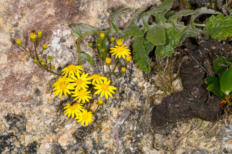 Senecio colensoi photo 5