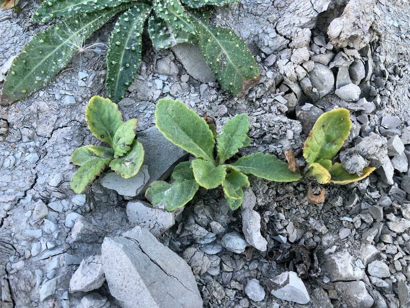 Senecio colensoi photo 7