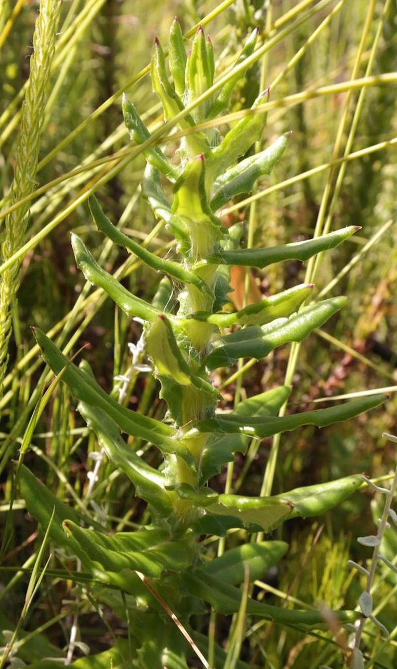 Senecio coleophyllus photo 2