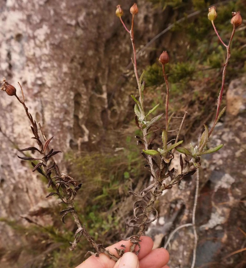Senecio coleophyllus photo 3