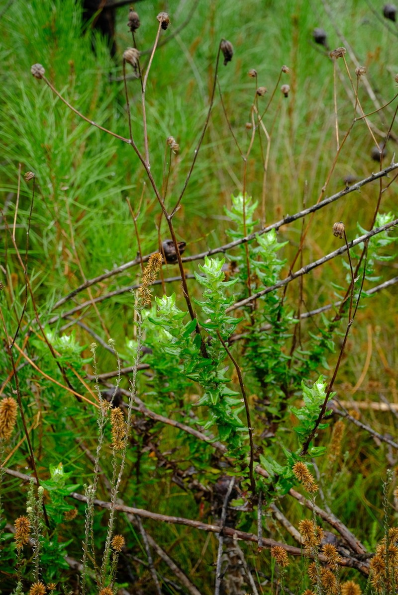 Senecio coleophyllus photo 4